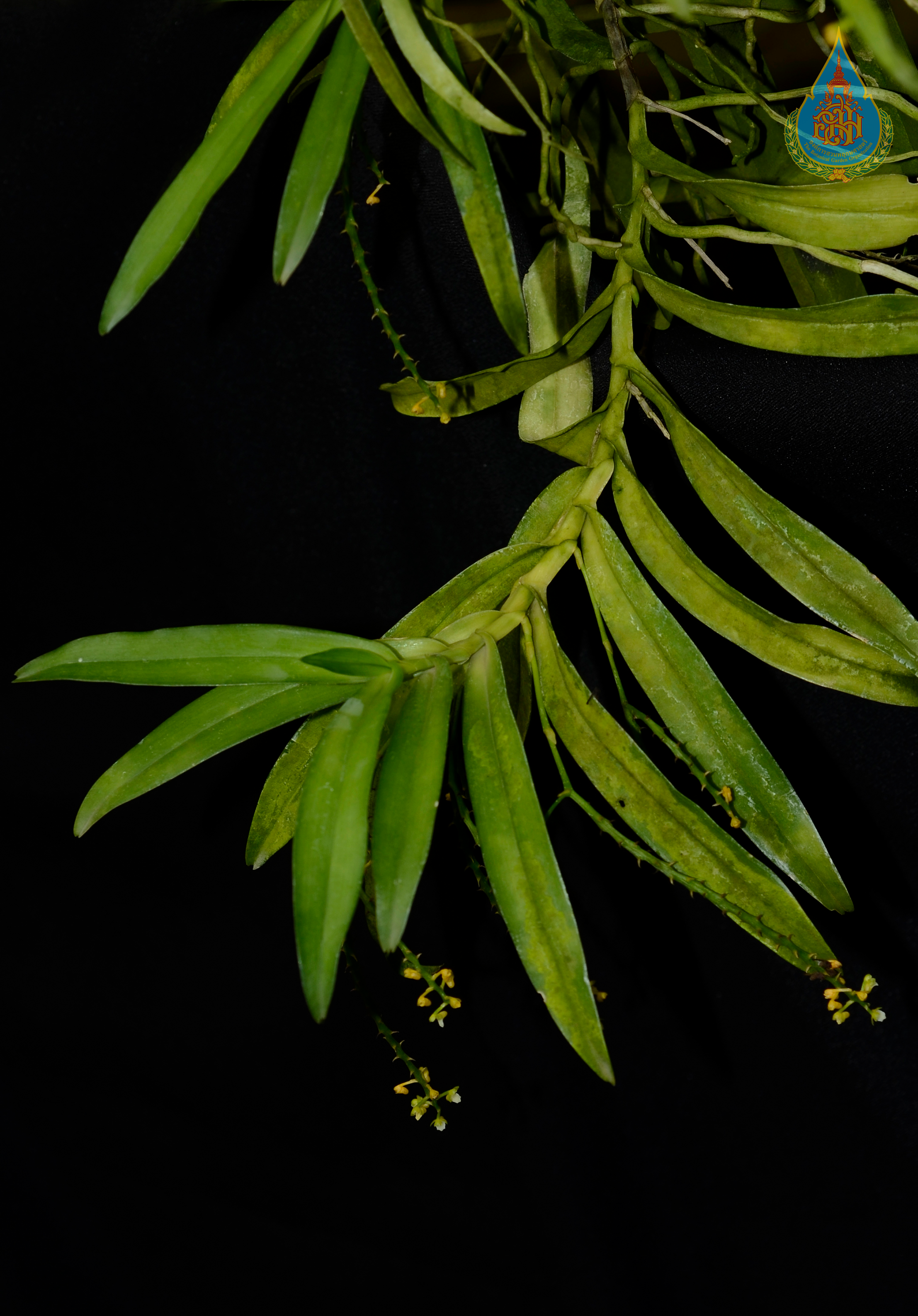 เข็มหนูเกล็ดดาว Smitinandia helferi (Hook.f.) Garay<br/>ORCHIDACEAE